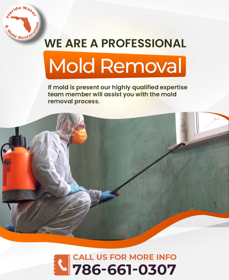 Why Should I Hire A Professional To Remove Mold In Florida Florida Water And Mold 4035