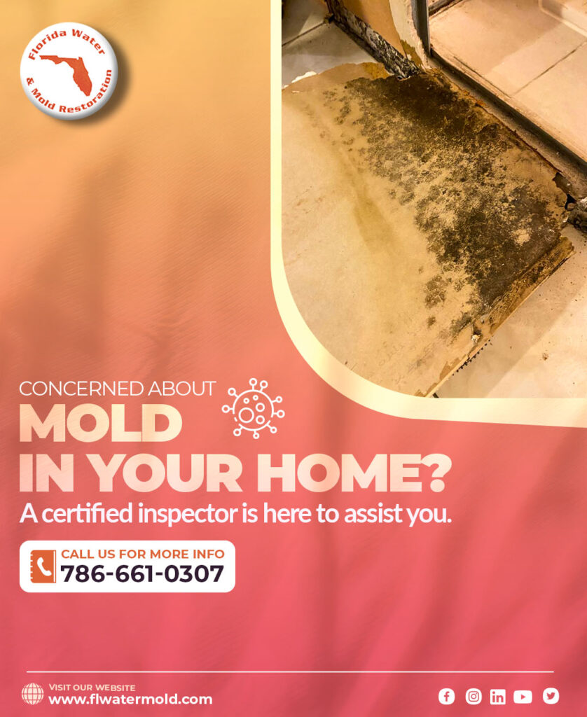 mold remediation expert