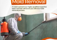 Why You Need to Hire Experts in Mold Removal